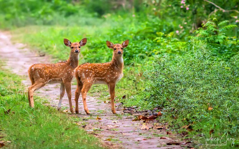 Dudhwa National Park Safari