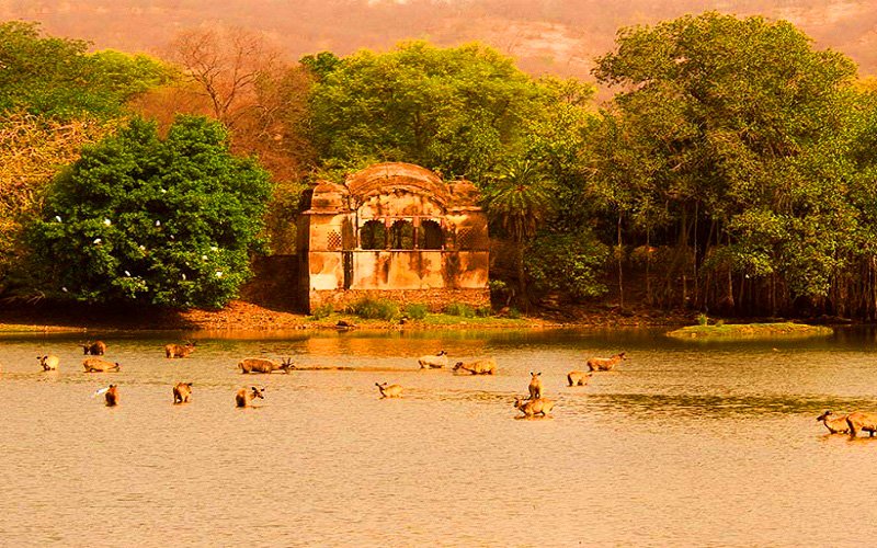 Ranthambore wildlife safari package